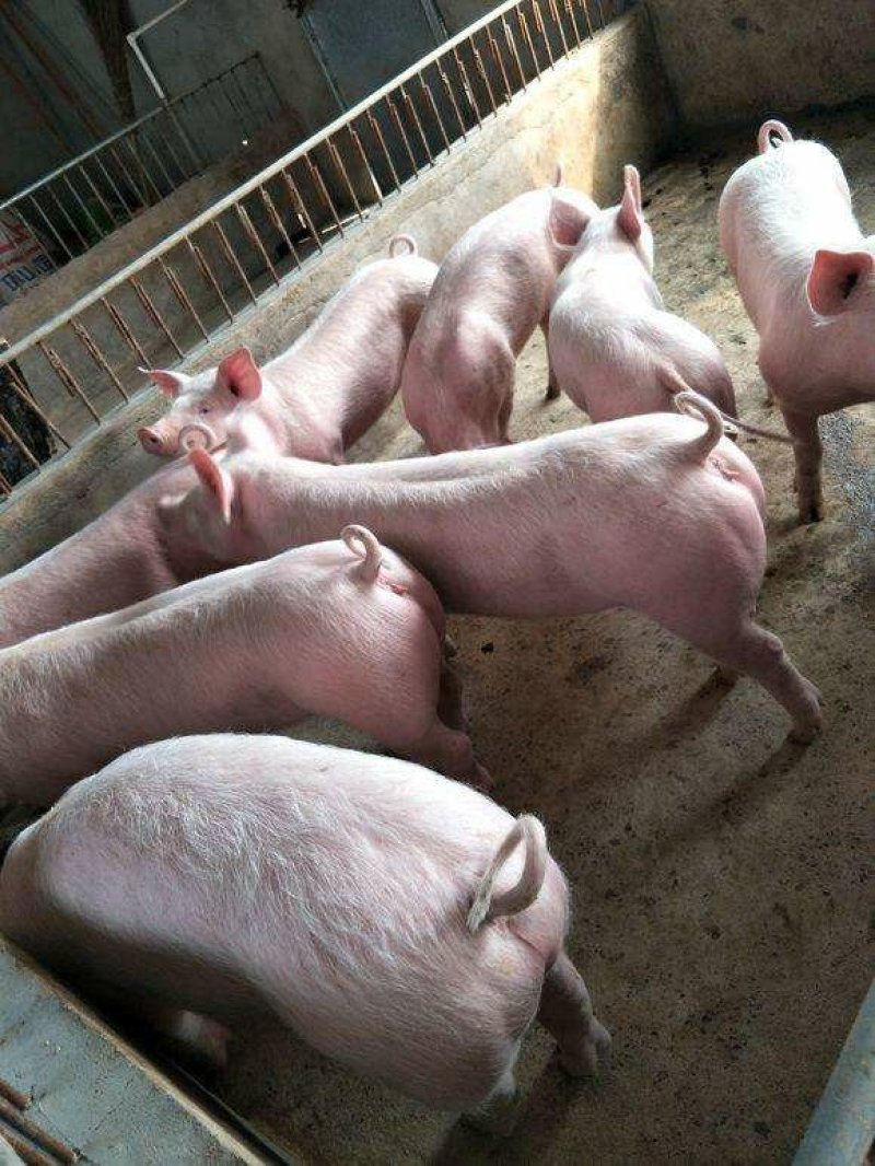山东仔猪长白三元杜洛克仔猪供应全国发货
