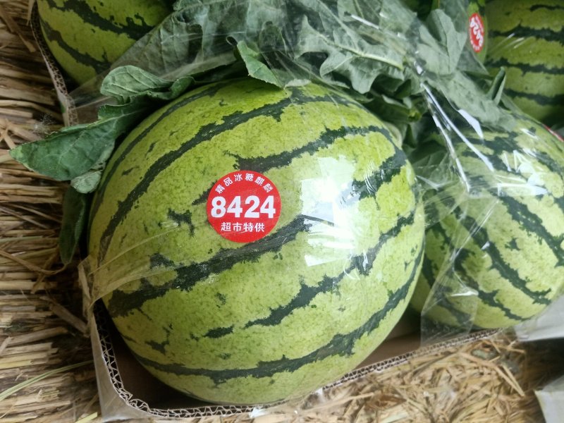 大棚美都西瓜