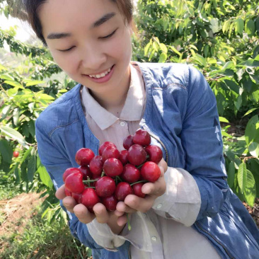 陕西咸阳大樱桃国产车厘子现货一件代发，现摘现发5.1上市