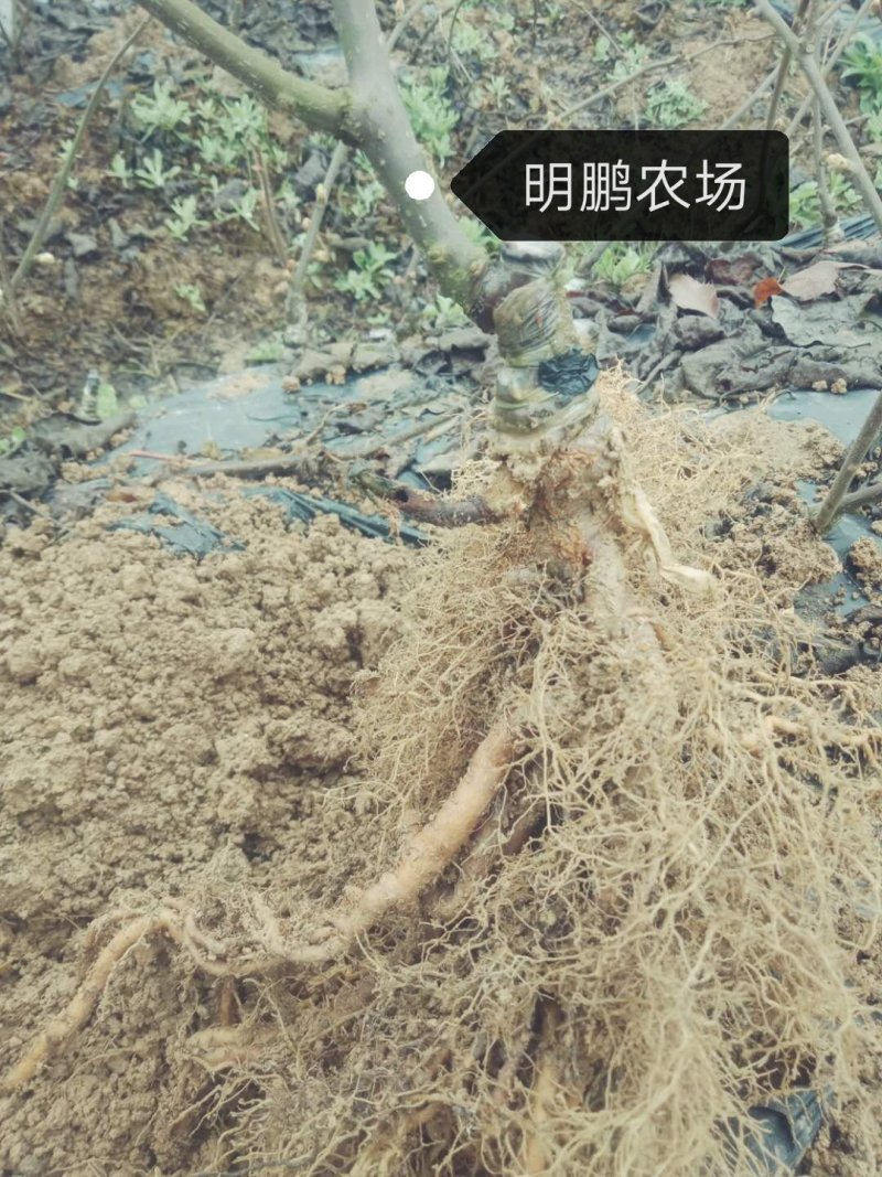原产地苍溪红心（红阳东红）金艳徐香猕猴桃苗嫁接苗送授粉树
