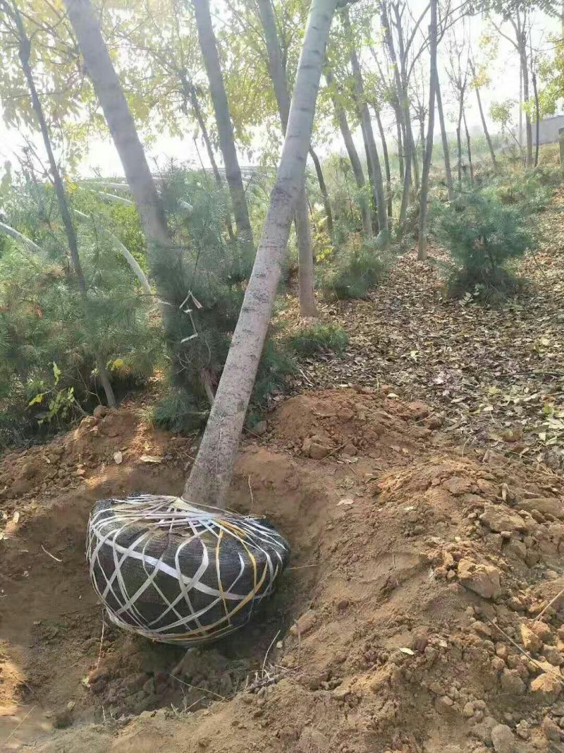 臭椿树千头椿臭椿树基地8公分臭椿树10公分臭椿树12公分