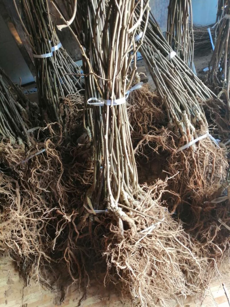 原产地苍溪红心（红阳东红）金艳徐香猕猴桃苗嫁接苗送授粉树