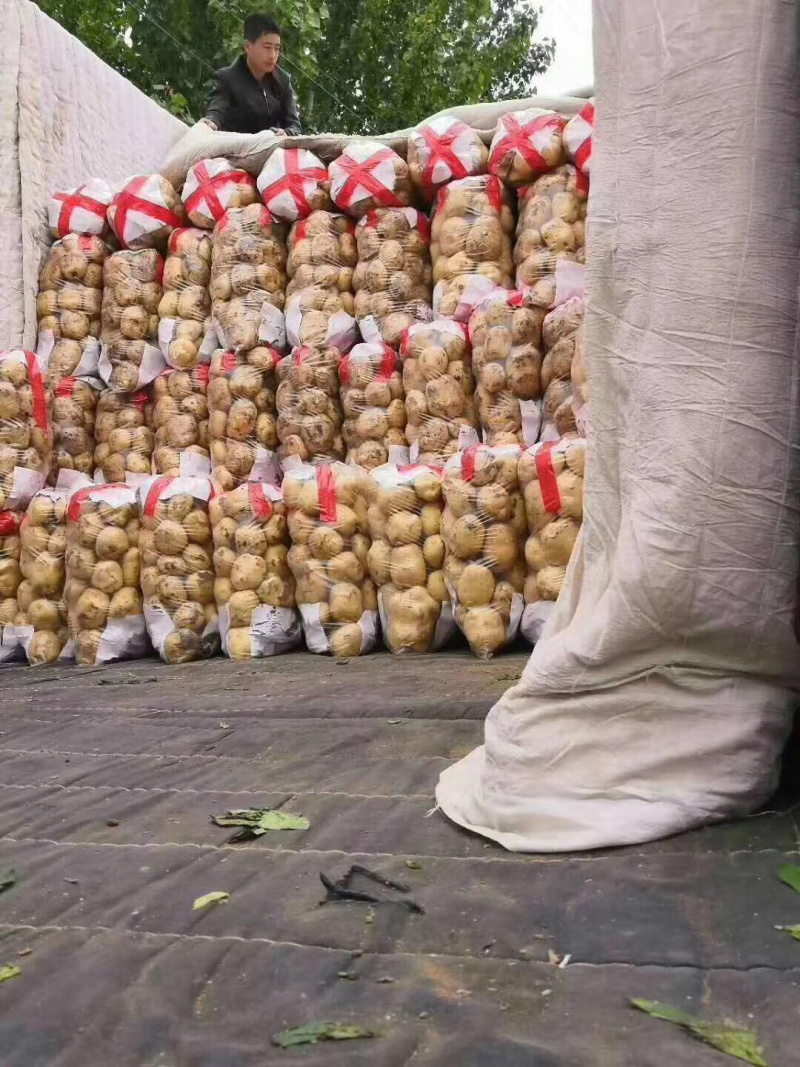 荷兰十五种薯兴佳早大白大量有货需要的联系我