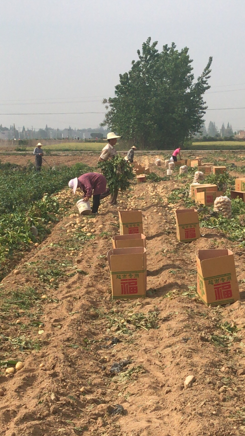 荷兰十五种薯兴佳早大白大量有货需要的联系我