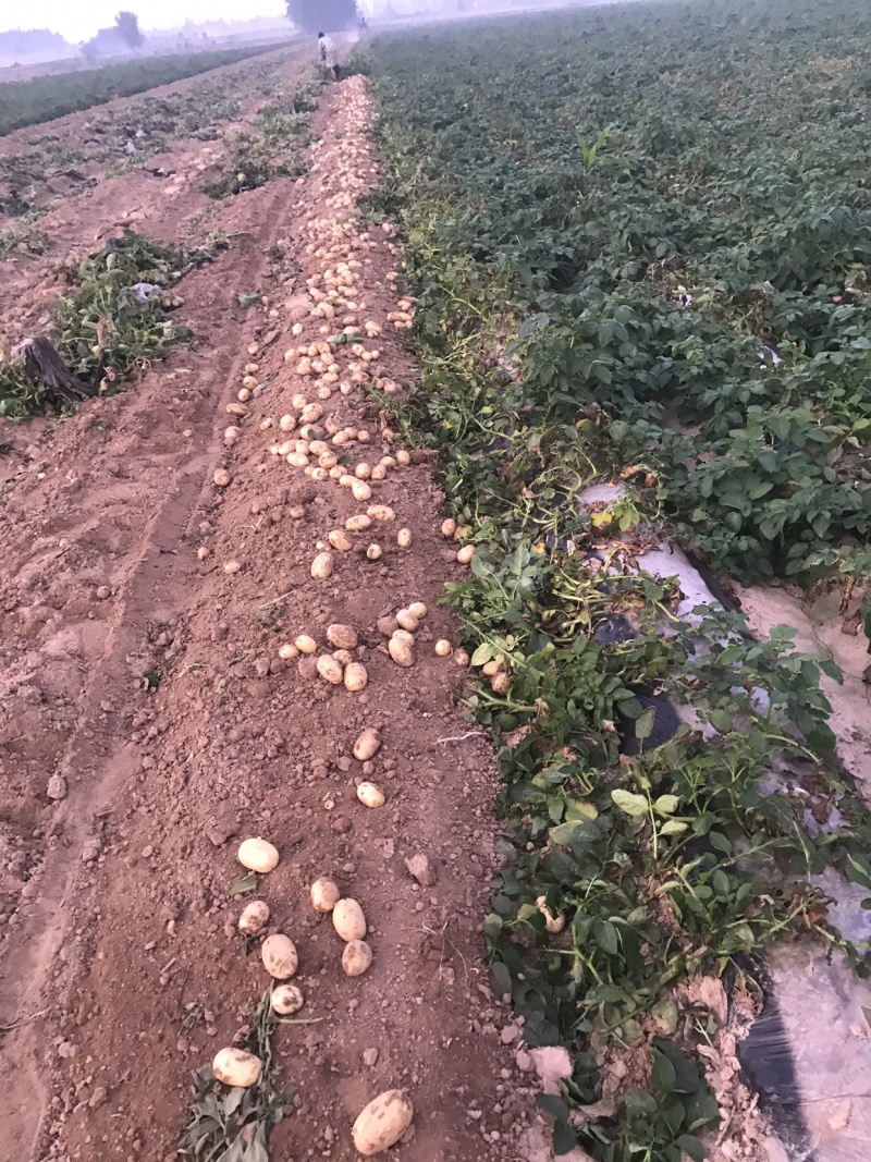 荷兰十五种薯兴佳早大白大量有货需要的联系我