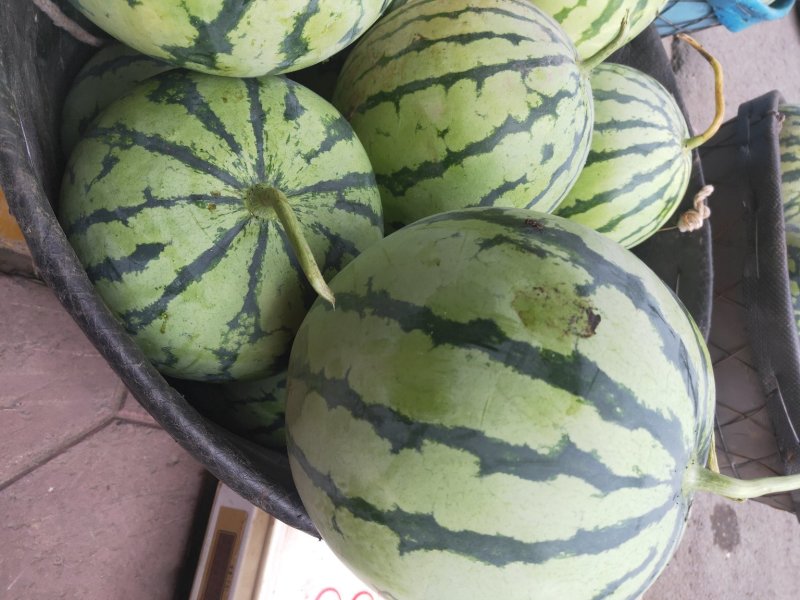 8424玉脆瓜