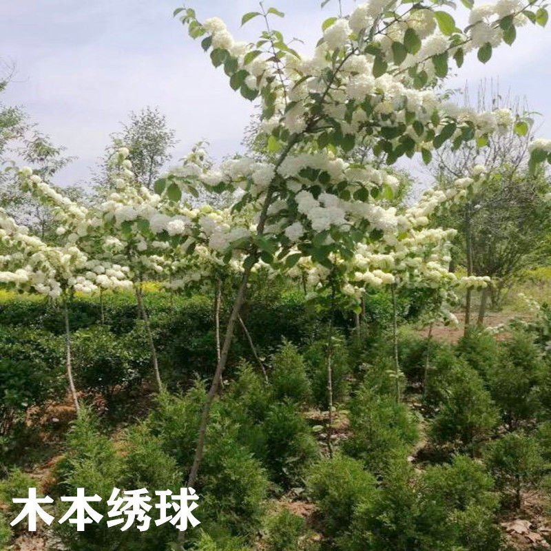木绣球2～3年大苗成活率高多季开花基地直销