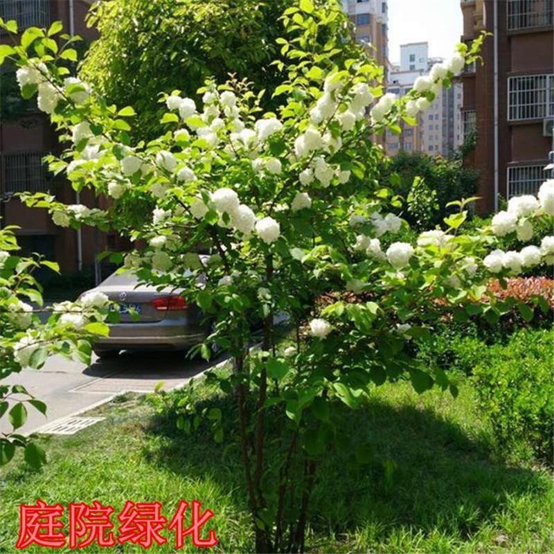 木绣球2～3年大苗成活率高多季开花基地直销