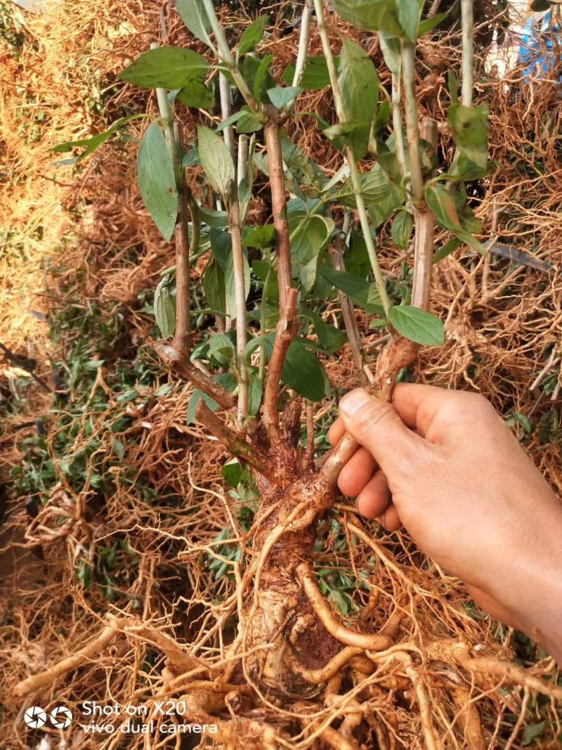 木绣球2～3年大苗成活率高多季开花基地直销