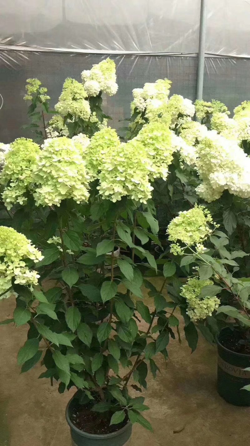 木绣球2～3年大苗成活率高多季开花基地直销