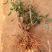 木绣球2～3年大苗成活率高多季开花基地直销