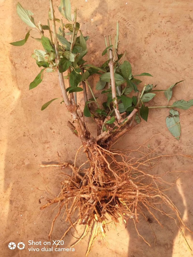 木绣球2～3年大苗成活率高多季开花基地直销