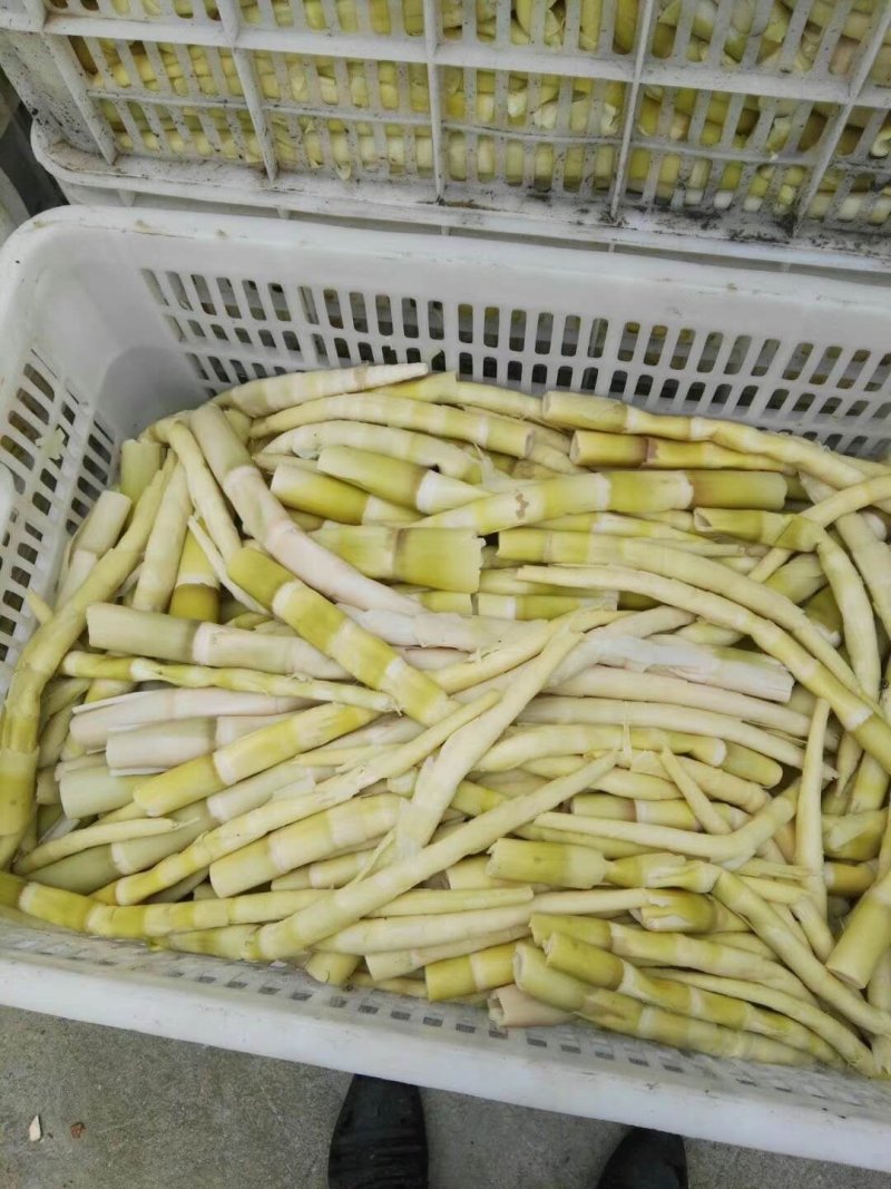 笋类