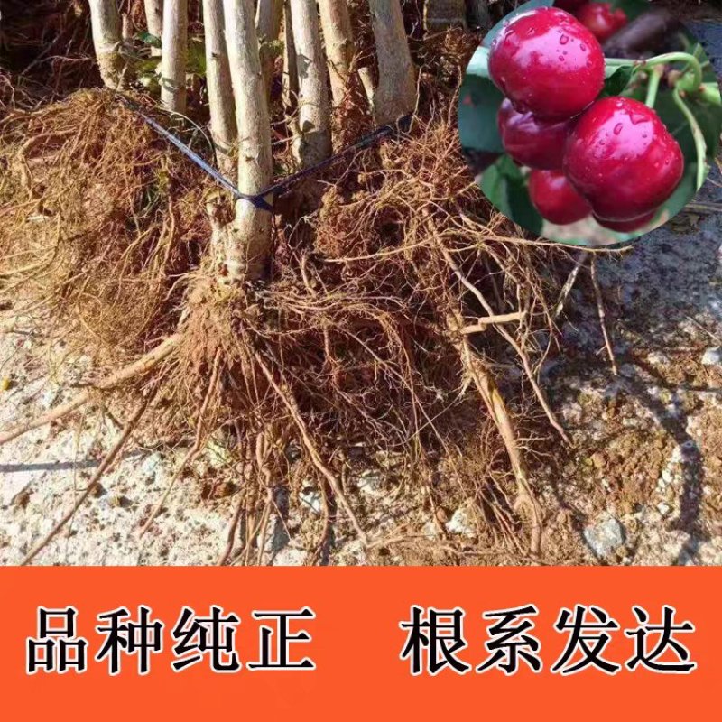 新品种俄罗斯八号樱桃苗，耐寒耐旱，南北方种植