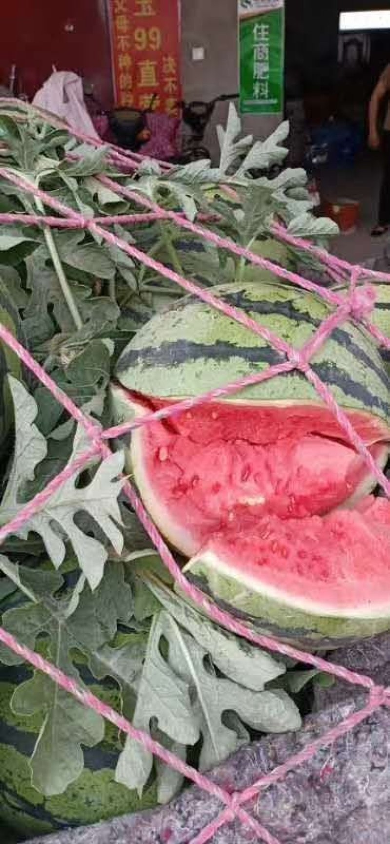 8424西瓜精品台州本地西瓜美都无籽西瓜