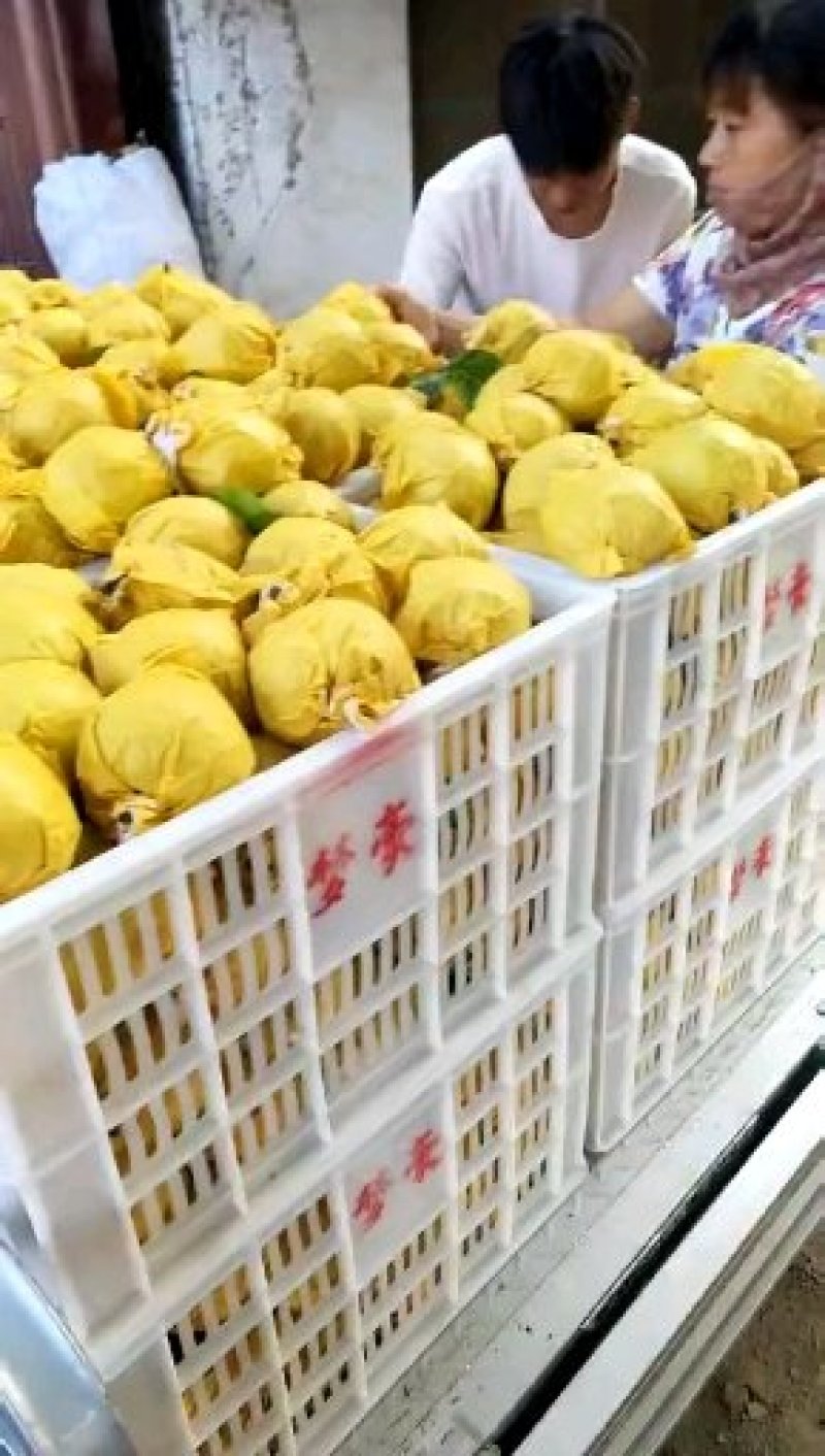 安徽皇冠梨青皇冠纸膜袋白皇冠大量供应现摘现发