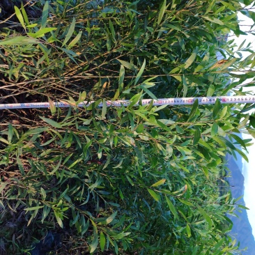 台湾相思种苗小袋林业用苗相思树