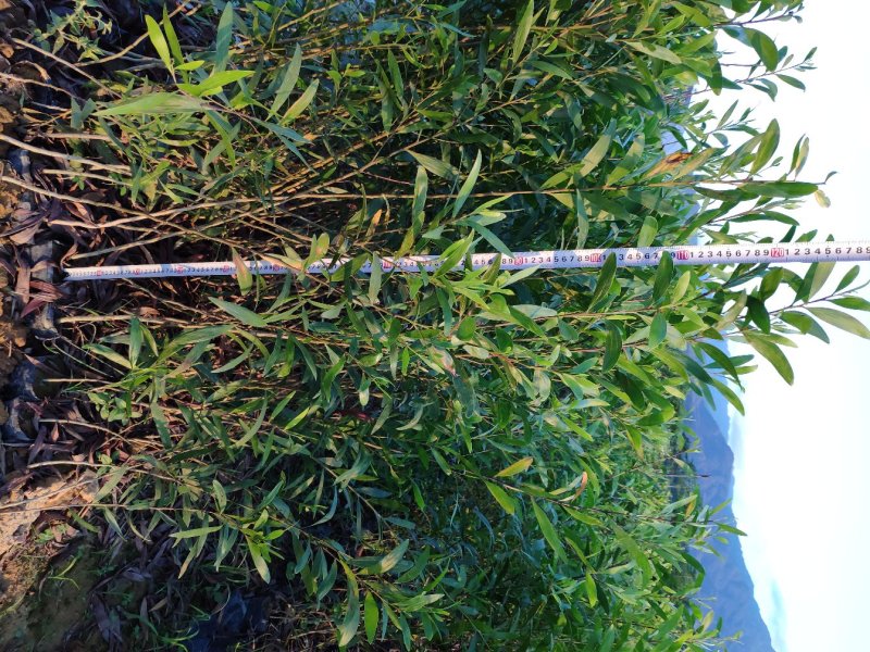 台湾相思种苗小袋林业用苗相思树