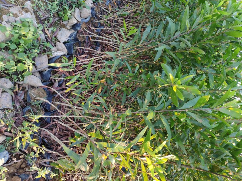台湾相思种苗小袋林业用苗相思树