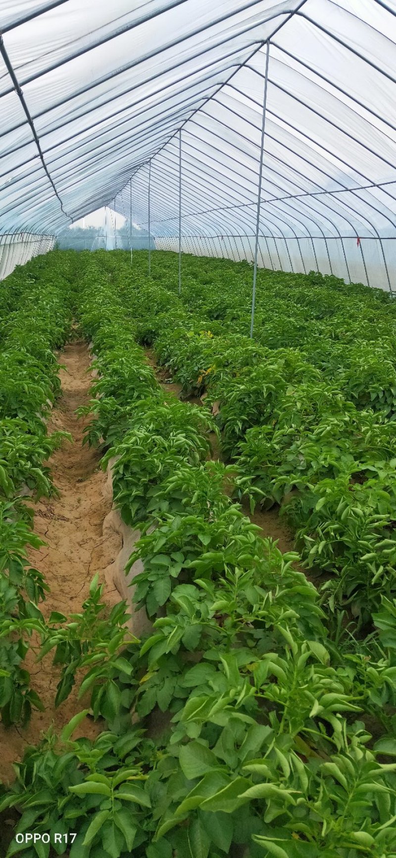通许土豆上市了，欢迎围观