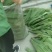 白洋淀芦苇叶