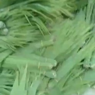 白洋淀芦苇叶