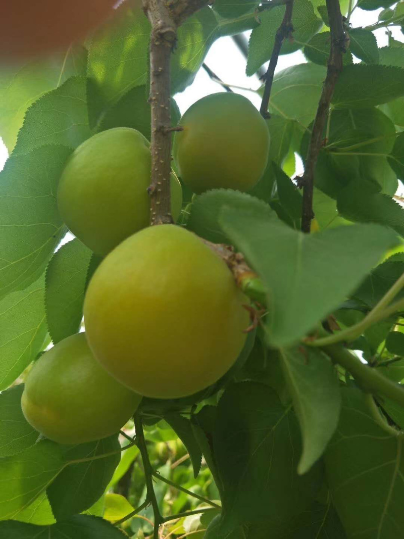 露天金太阳杏大量上市正在供应