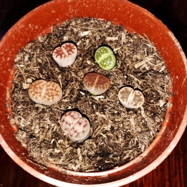生石花