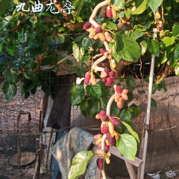 桑树苗九曲龙桑苗观赏性甜果桑100%嫁接苗