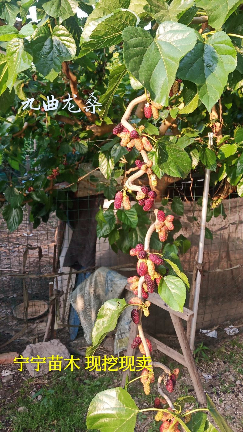 桑树苗九曲龙桑苗观赏性甜果桑100%嫁接苗
