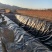 黑色防渗土工膜藕池养殖阻根土工膜畜牧沉淀池专用土工膜