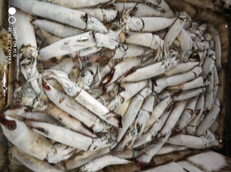 北部湾鱿鱼，南海船冻红鱿，烧烤铁板做串鱿鱼花加工