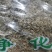 中药材鹤虱南鹤虱野萝卜籽一公斤起发货