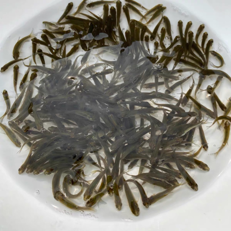 乌鳢鱼苗黑鱼苗生鱼财鱼耐寒淡水好养