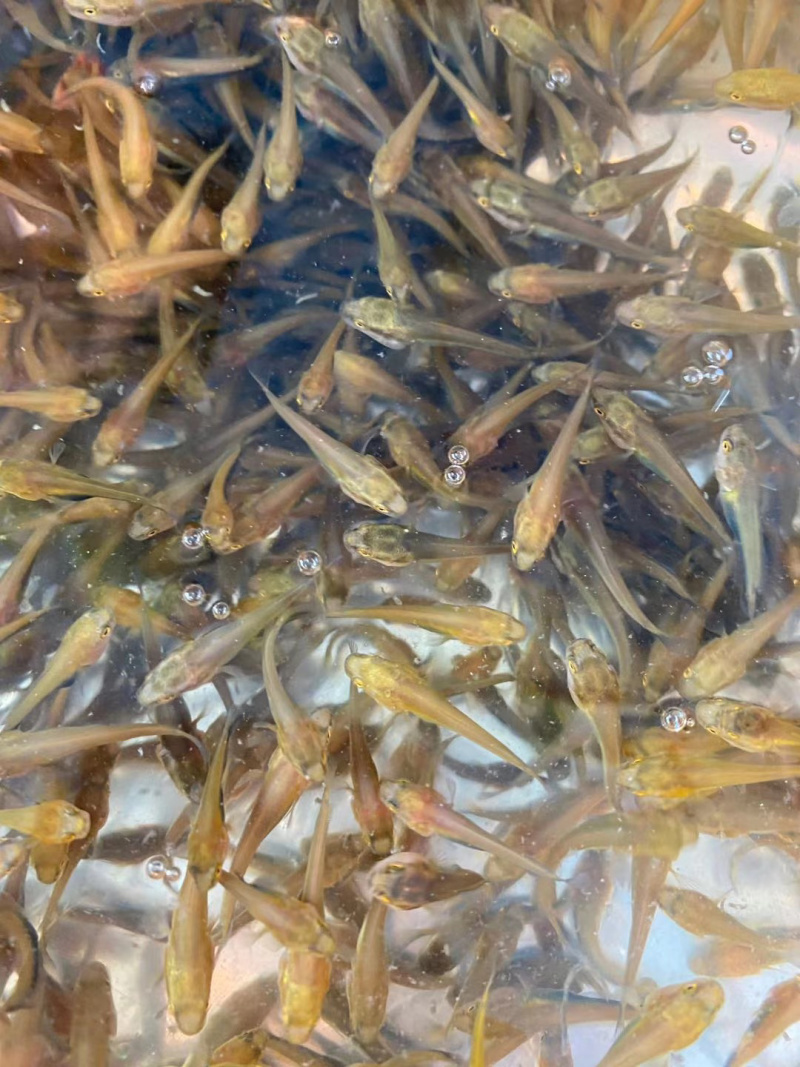 乌鳢鱼苗黑鱼苗生鱼财鱼耐寒淡水好养