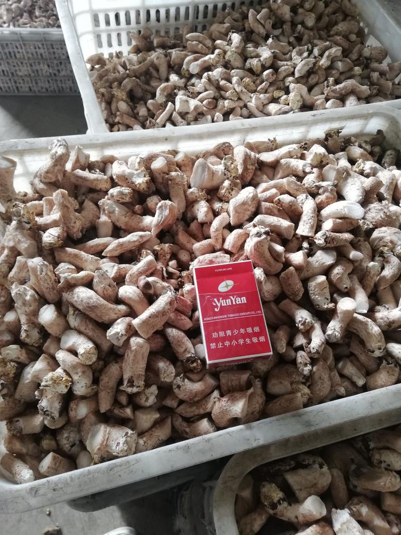 又白又胖的大大的鲜菇腿香菇，河北种植基地大量直发
