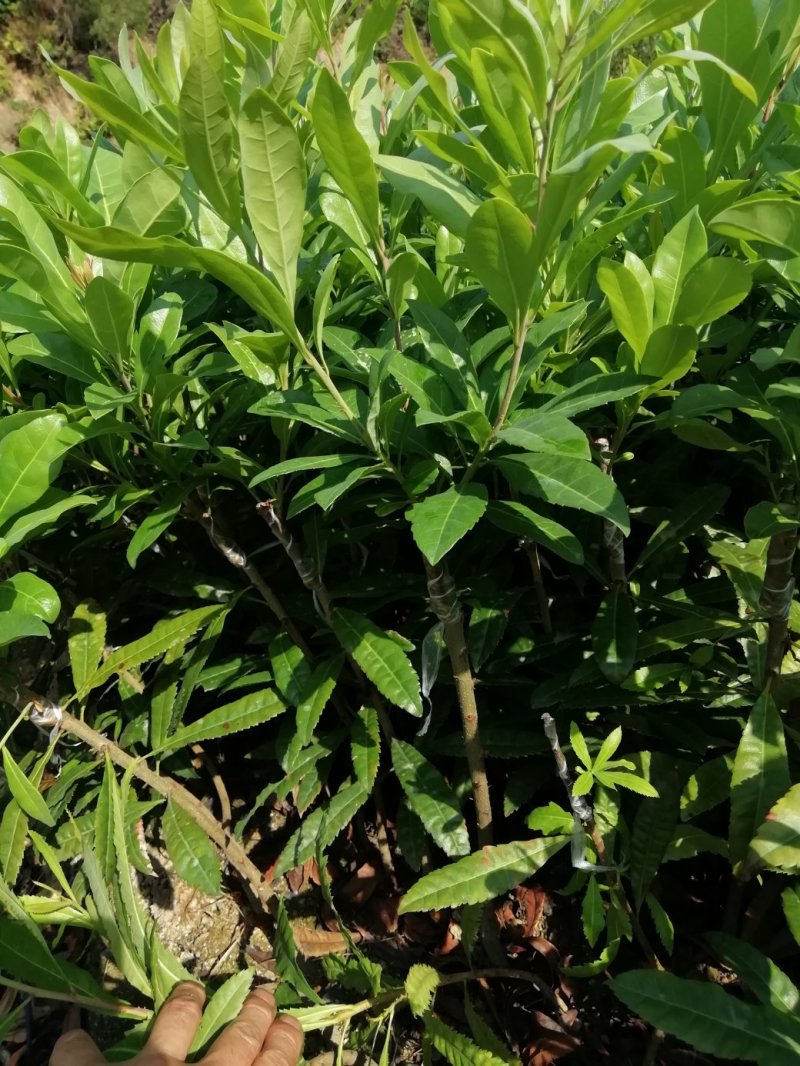 东魁杨梅苗杨梅苗中小杯都有现货