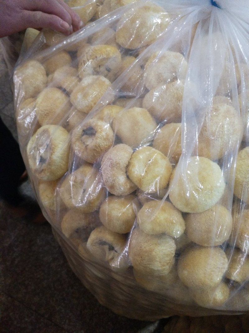 古田精品猴头菇，货真价实，品种齐全