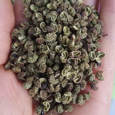 纯青青花椒85%开口