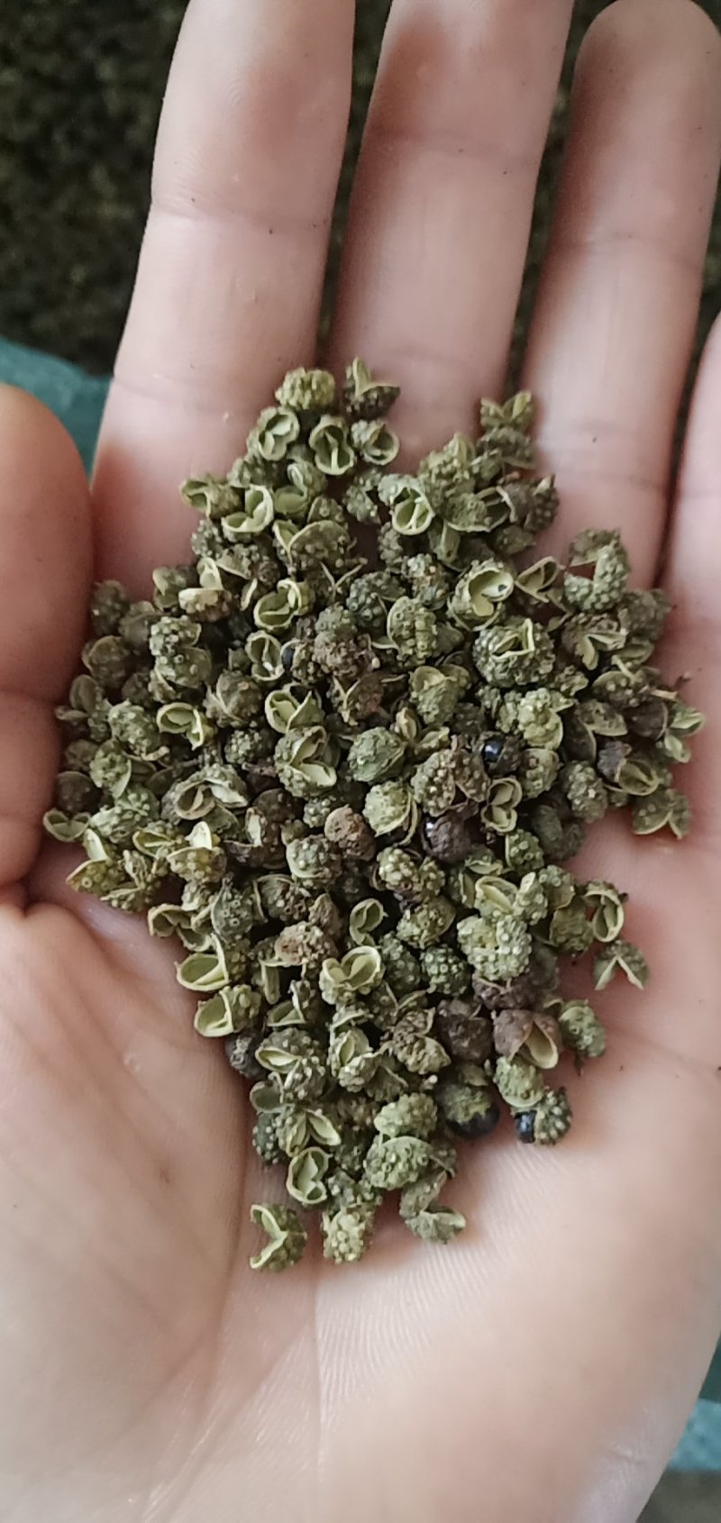 纯青青花椒85%开口