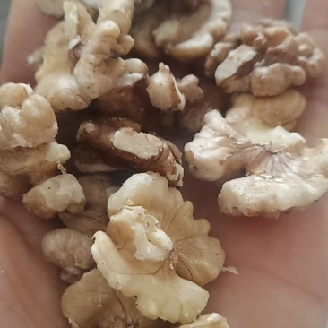 蝴蝶半核桃仁，老树核桃仁。