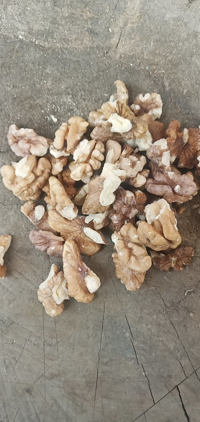 老树核桃仁，2路