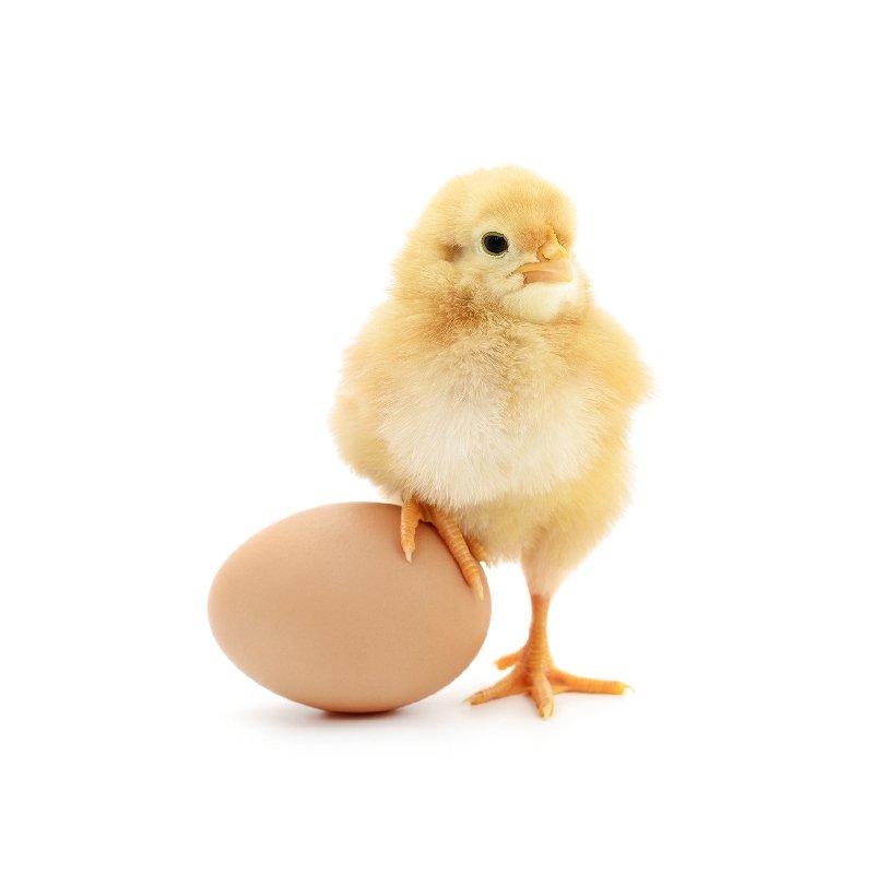 鸡厂家直销白羽大公鸡、鸡苗全国包邮包疫苗免费提供养殖技术