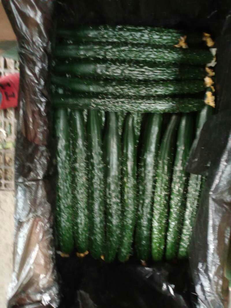 吐鲁番托克逊精品黄瓜