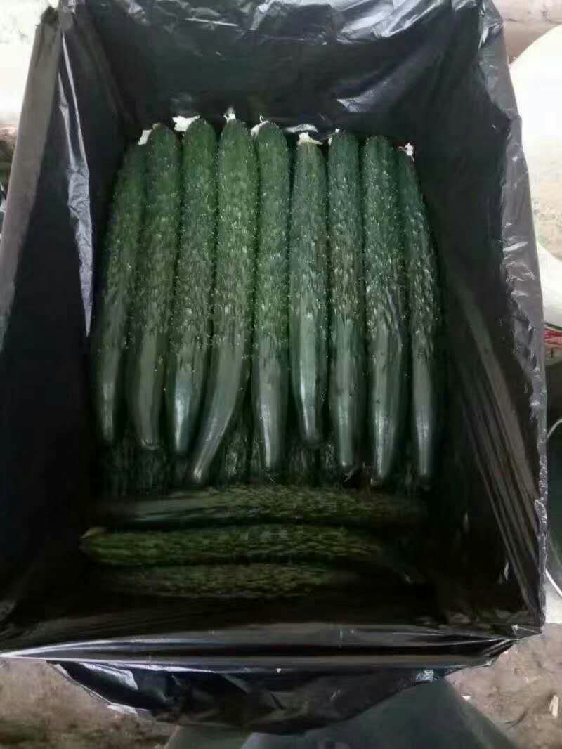 吐鲁番托克逊精品黄瓜