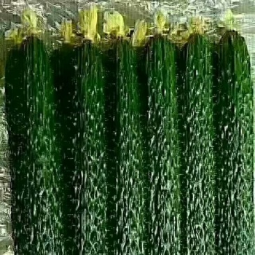 吐鲁番托克逊精品黄瓜