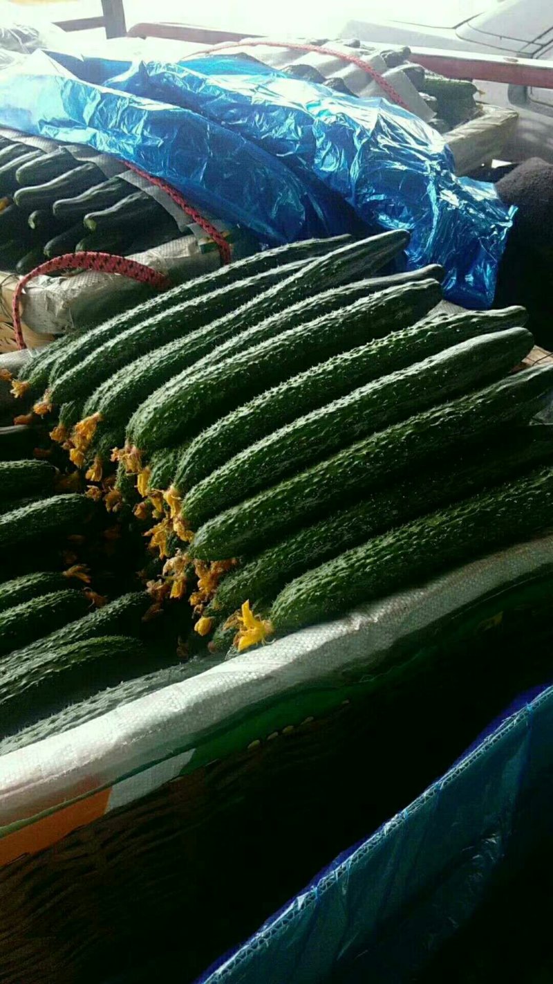 吐鲁番托克逊精品黄瓜