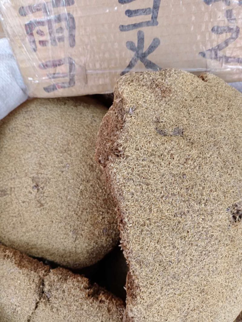 雪灵芝，常年批发供应冷背中药材雪灵芝