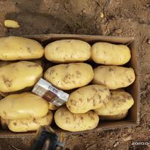 土豆荷兰十五土豆，2两以上通货，三两以上通货
