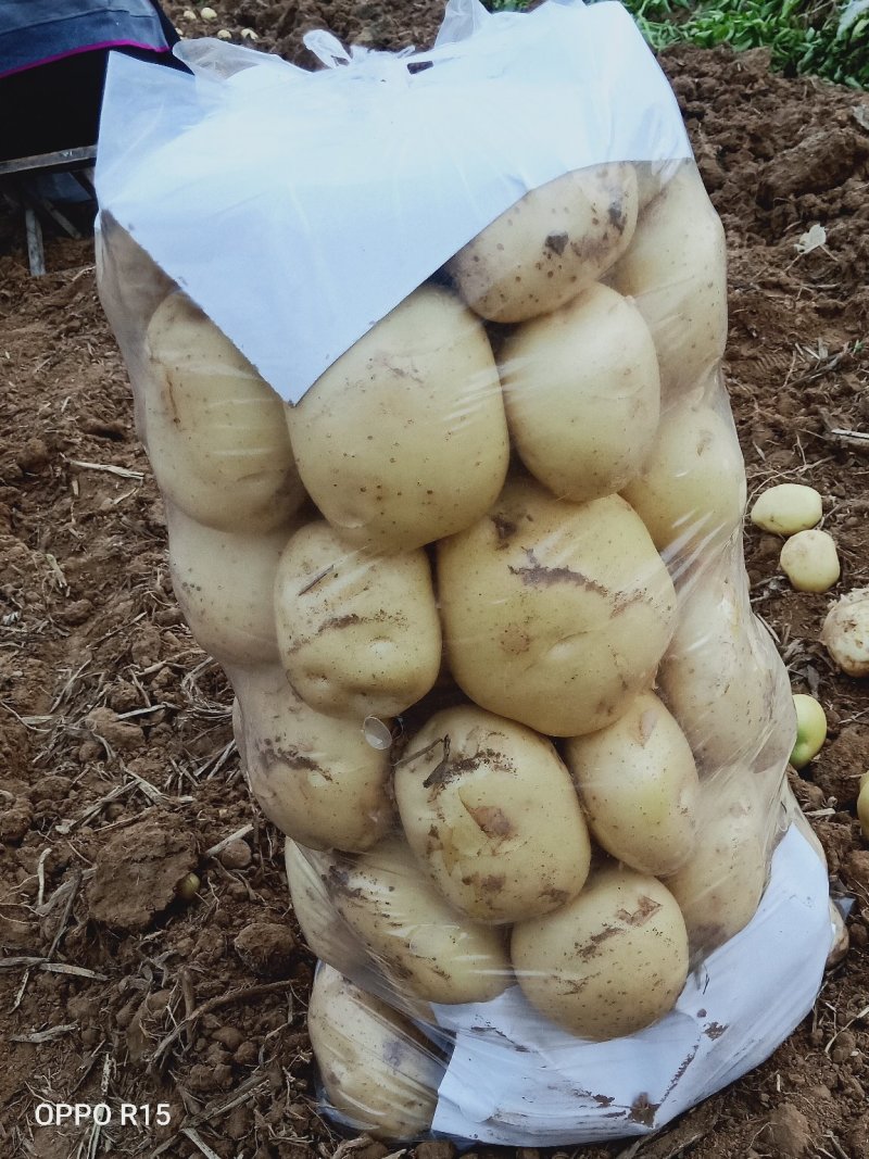 泗水中署五土豆大量上市。